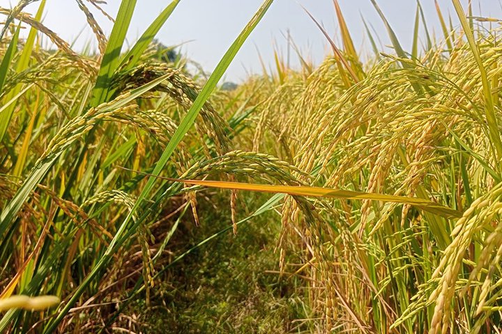 উপকূলে আমনের বাম্পার ফলনেও পূরণ হয়নি লক্ষ্যমাত্রা