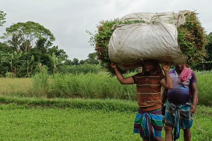 মেহেদি চাষ, গ্রামবাসীর বছরে আয় দেড় কোটি টাকা