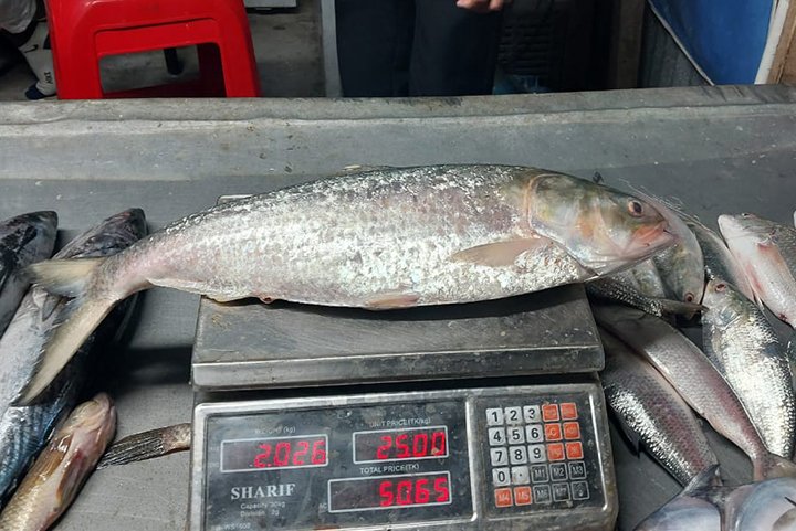 এক ইলিশের দাম ৬ হাজার টাকা