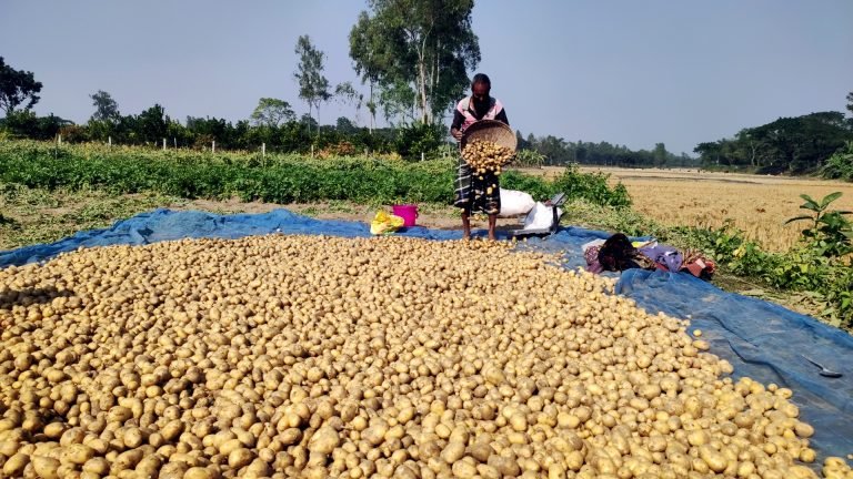 আগাম জাতের আলু চাষে লাভবান কৃষকরা