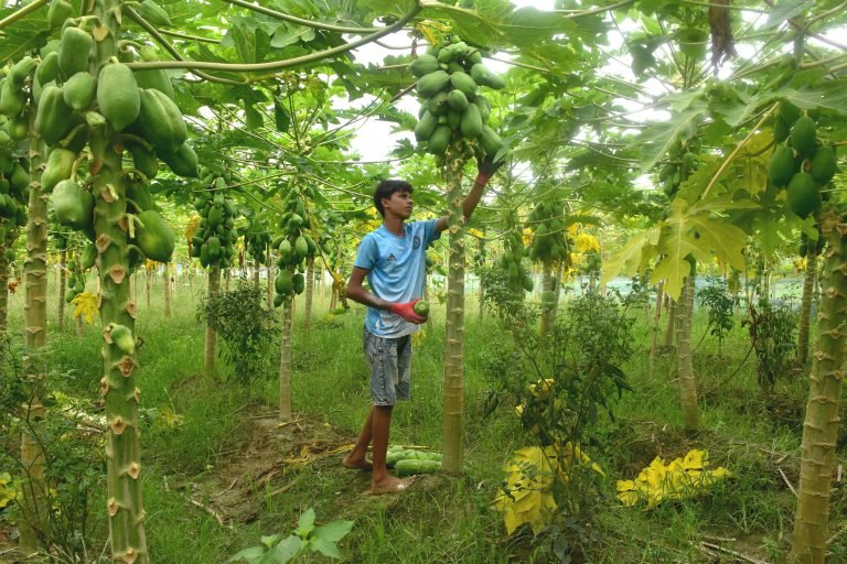 সিংগাইরে বেড়েছে পেঁপের আবাদ