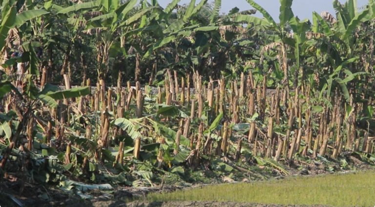 পাবনায় কৃষকের ৫০০ কলাগাছ কাটলো যুবলীগের কর্মীরা