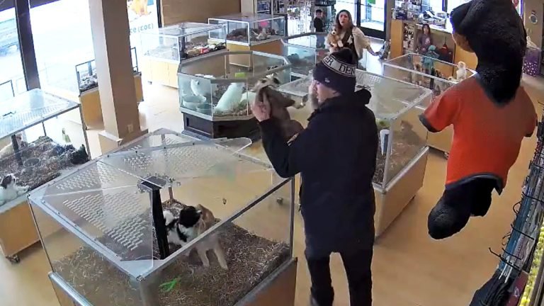 যুক্তরাষ্ট্রে অভিনব কায়দায় পোষা প্রাণির দোকান থেকে ৮ হাজার ডলারের কুকুরছানা চুরি