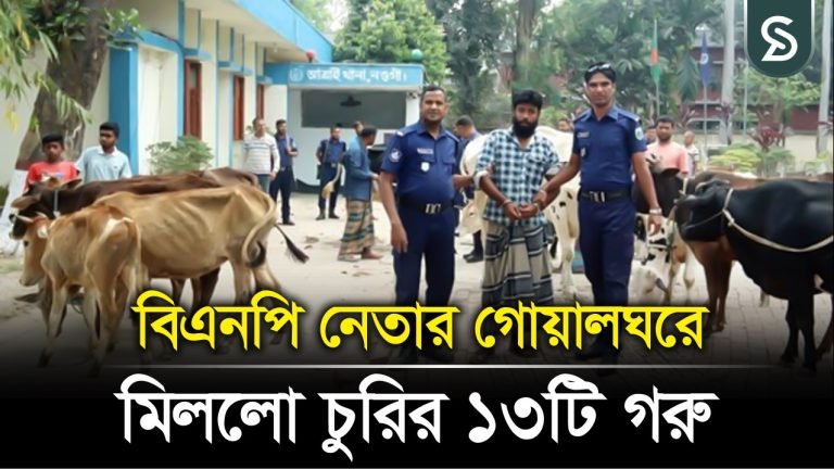 বগুড়ায় বিএনপি নেতার গোয়ালঘরে মিললো নঁওগা থেকে চুরি হওয়া ১৩টি গরু