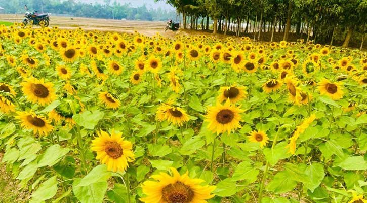 শ্রীমঙ্গলে সূর্যমুখী চাষে লাভের স্বপ্ন কৃষকের