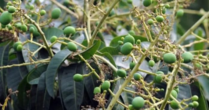 পাতার ফাঁকে ফাঁকে আমের গুটি, ভালো ফলনের আশা