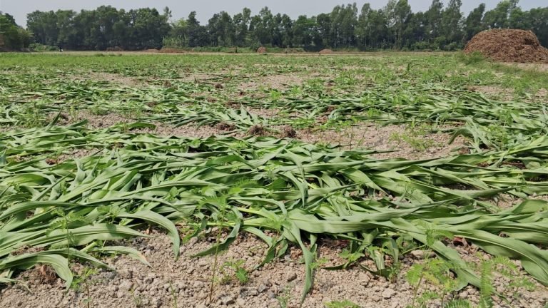 টঙ্গিবাড়ীতে রাতের আধাঁরে ভুট্টা গাছ কর্তন; প্রায় দের লক্ষ টাকার ক্ষয়ক্ষতি