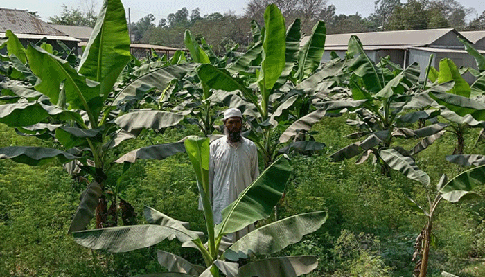 কলা চাষে বাম্পার ফলনের আশা, কৃষকের মুখে হাসি