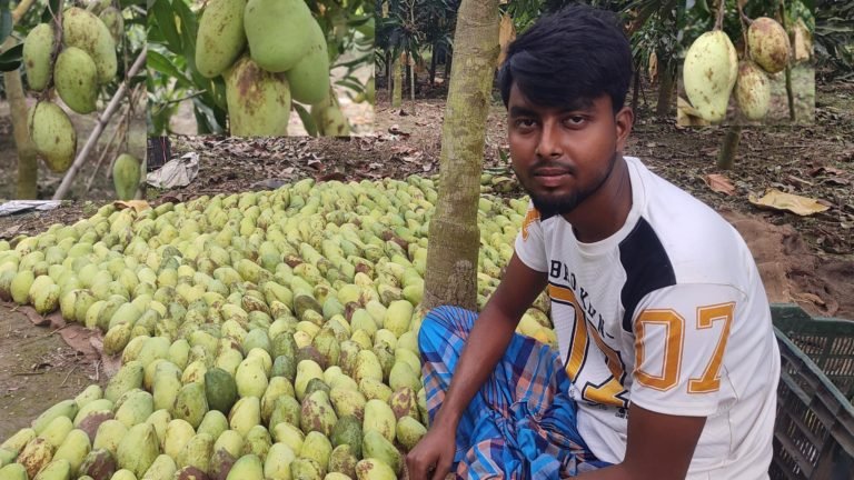 শার্শার বাগআঁচড়ায় বারি ১১ আম চাষে অবিশ্বস্য সাফল্য