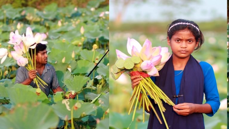 যশোরের শার্শায় মুগ্ধতা ছড়াচ্ছে সোনামুখি বিলের পদ্মফুল