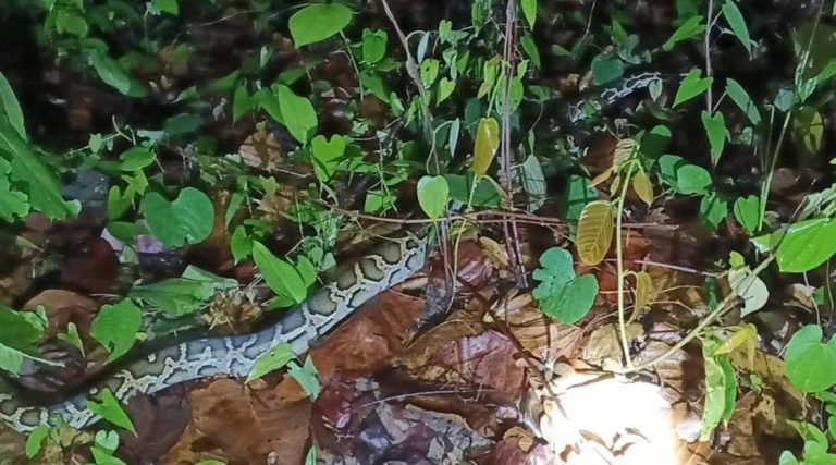 শেরপুরে ধান ক্ষেতে অজগর, পরে গারো পাহাড়ে অবমুক্ত