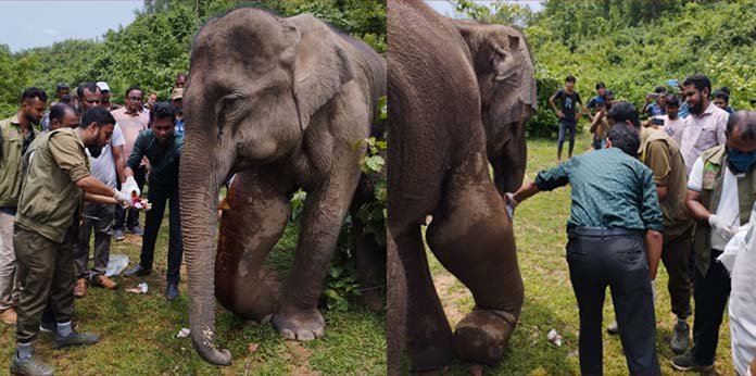 গারো পাহাড়ের অসুস্থ বন্যহাতিকে ফের চিকিৎসা