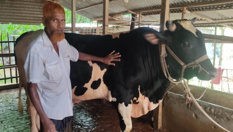 আসন্ন কোরবানির ঈদে বিক্রির জন্য প্রস্তুত শাহজাদপুরে ২২ মণ ওজনের সোহাগ বাবু