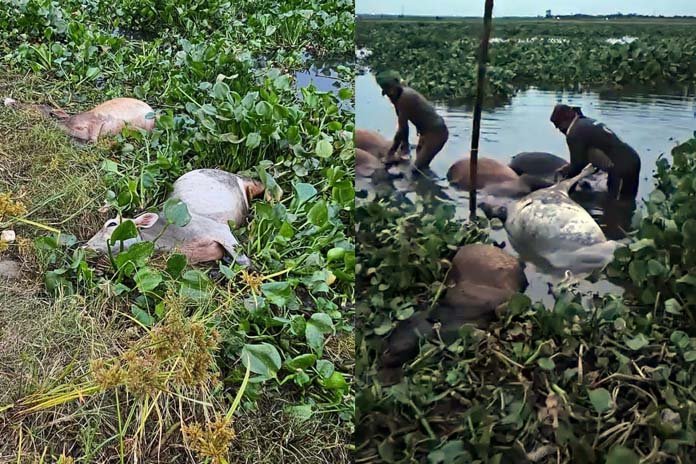 জোয়ারের পানিতে খালে ভেসে গেল অর্ধশতাধিক গরু,২৬টি মৃত অবস্থায় উদ্ধার