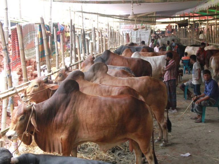 সোনারগাঁয়ে ঈদ-উল-আযহা উপলক্ষে ১৩টি অস্থায়ী পশুর হাটের অনুমোদন