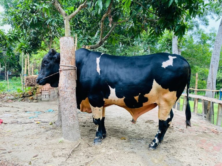 কোরবানির হাট কাঁপাতে প্রস্তুত ৯৫০ কেজির ‘কালো মানিক’ দাম হাঁকছেন ৮ লাখ টাকা