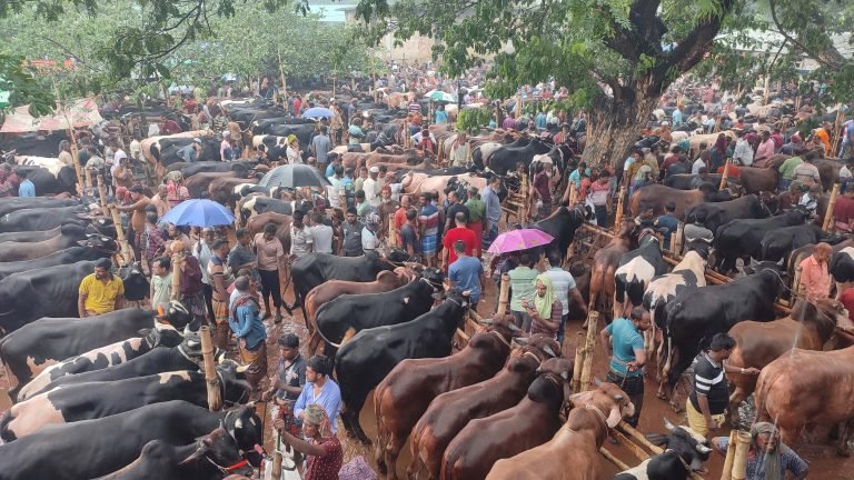 শেষ মূহুর্তে জমে উঠেছে শার্শার সাতমাইল পশুহাট