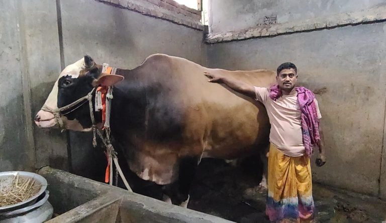 নিজ হাতে লালন পালন করা ৩৫ মণের গরু বিক্রি হলেই হজ্বে যাবেন আব্দুল মতিন