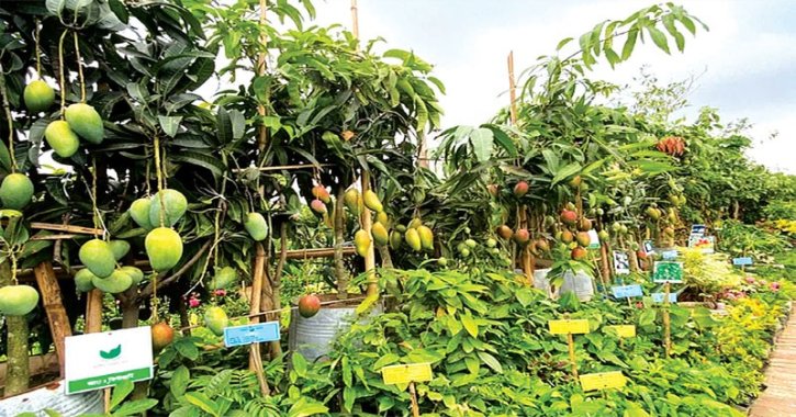 শুরু হচ্ছে বৃক্ষমেলা, উদ্বোধন করবেন প্রধান উপদেষ্টা