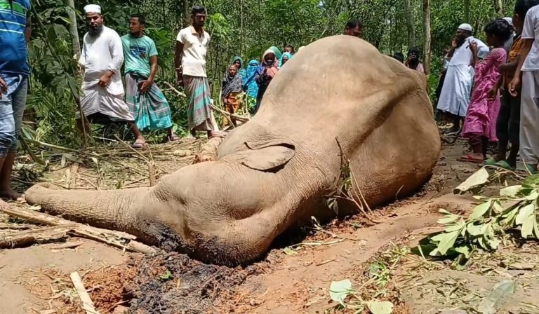 শেরপুরে বন্য হাতির মরদেহ উদ্ধার