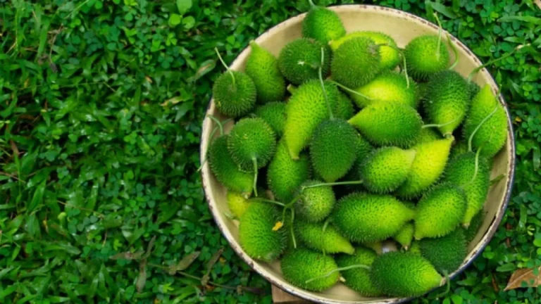 কাঁকরোল কেন খাবেন?