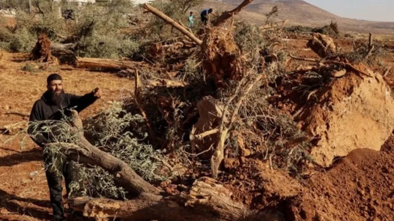 ফিলিস্তিনের পশ্চিম তীরে গ্রামের শত শত গাছ উপড়ে ফেলেছে ইসরায়েল