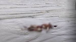 কুয়াকাটা সৈকতে আবারো ভেসে এলো অর্ধগলিত মরদেহ