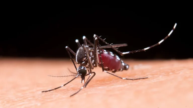 ডেঙ্গুতে ২ জনের মৃত্যু, হাসপাতালে ভর্তি ৬২৫