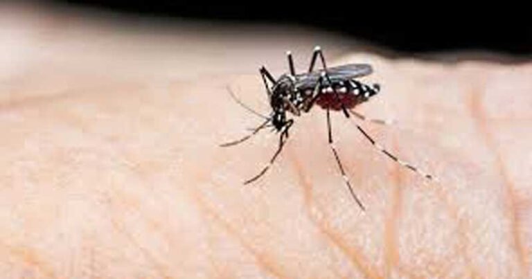 ডেঙ্গুতে একদিনে ১২ জনের মৃত্যু, হাসপাতালে ভর্তি ৭৪০