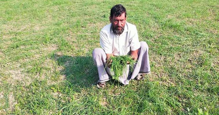 কুমারখালীতে কৃষকের পেঁয়াজের চারা কেটে দেওয়ার অভিযোগ, ব্যাপক ক্ষতির মুখে চাষি