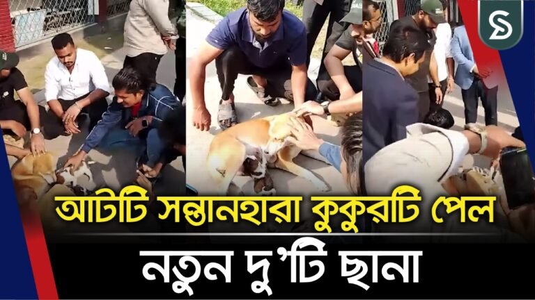 পাবনায় আট সন্তান হারানো সেই মা কুকুরটিকে দেয়া হল নতুন দুটি কুকুর ছানা