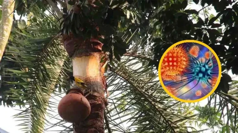 ৩৫ জেলায় নিপাহ ভাইরাস সংক্রমণ, মৃত্যু ৪ জনের