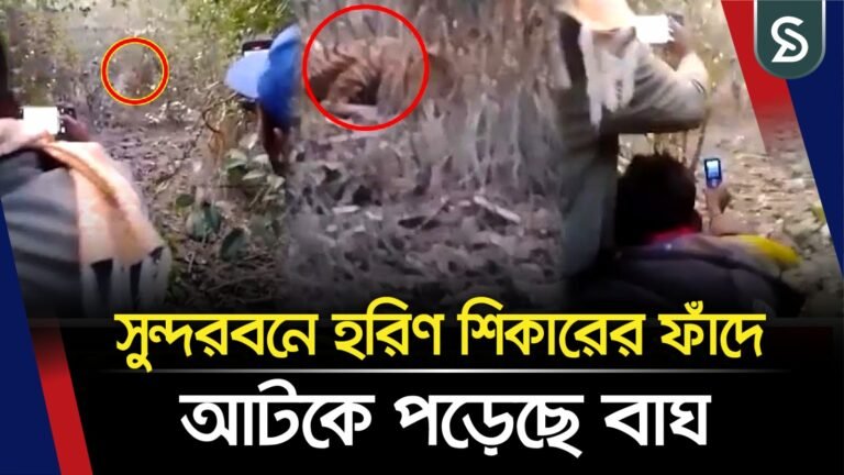 সুন্দরবনে হরিণ শিকারের ফাঁদে আটকে পড়েছে বাঘ