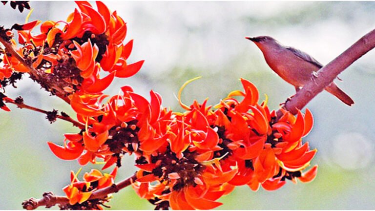 আজ পয়লা ফাল্গুনে বসন্ত বরণ, প্রেম ও প্রতিবাদের রঙে রাঙা এক দিন