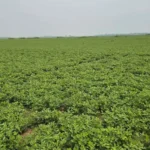 নরসিংদীর চরাঞ্চলে বাড়ছে বাদাম চাষ, লাভে আশাবাদী কৃষক