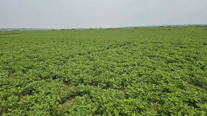 নরসিংদীর চরাঞ্চলে বাড়ছে বাদাম চাষ, লাভে আশাবাদী কৃষক