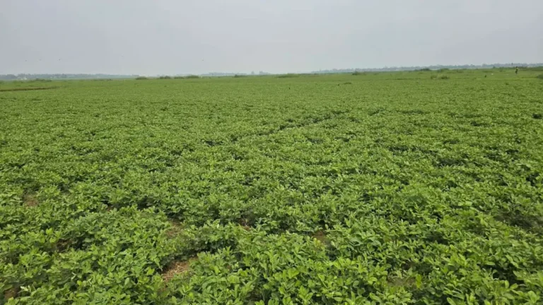 নরসিংদীর চরাঞ্চলে বাড়ছে বাদাম চাষ, লাভে আশাবাদী কৃষক