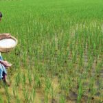 গ্যাস সংকটে ইউরিয়া সারের বড় ঘাটতি, আমন মৌসুম নিয়ে শঙ্কা