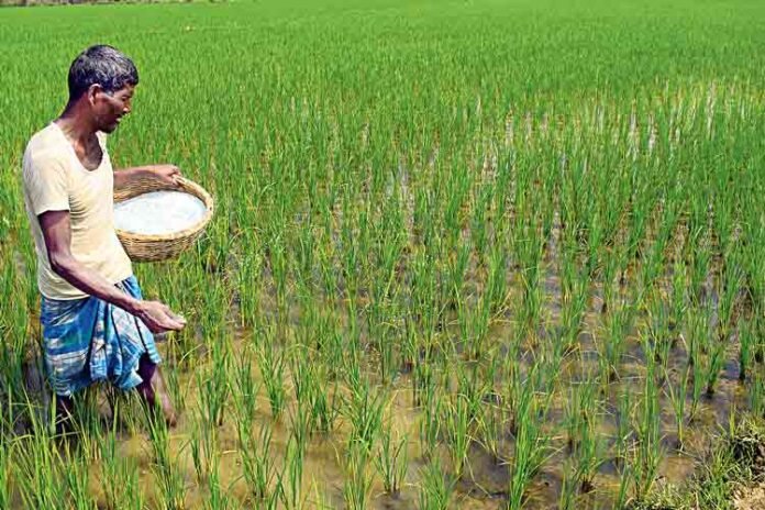 গ্যাস সংকটে ইউরিয়া সারের বড় ঘাটতি, আমন মৌসুম নিয়ে শঙ্কা