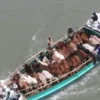 পদ্মায় ট্রলারডুবি, ব্যবসায়ীসহ ২৩ গরু নিখোঁজ