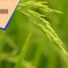 কৃষি খাতে বরাদ্দ ৪৩ হাজার ৩৩৫ কোটি টাকা