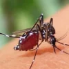 ডেঙ্গুতে আক্রান্ত হয়ে সারা দেশে ৯৮ জন হাসপাতালে ভর্তি