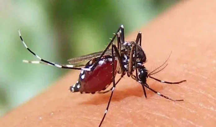 ডেঙ্গুতে আক্রান্ত হয়ে সারা দেশে ৯৮ জন হাসপাতালে ভর্তি