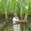 দাম নিয়ে হতাশ নীলফামারীর আখ চাষিরা