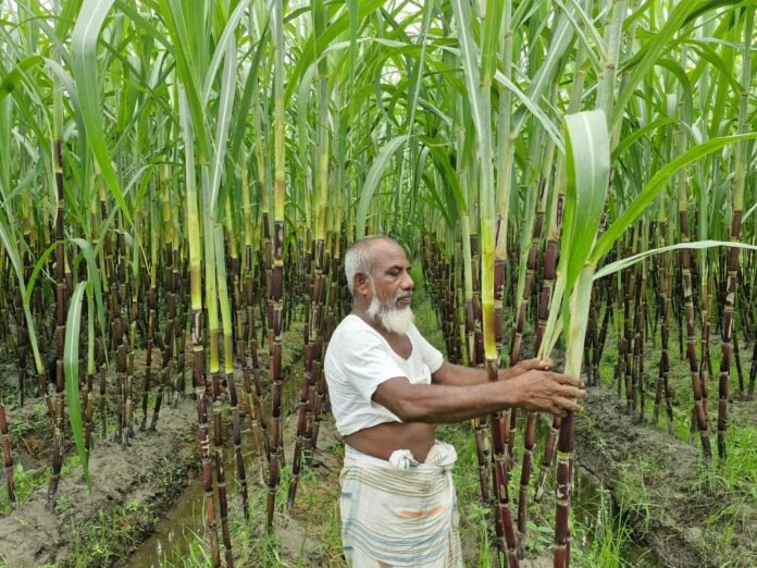 দাম নিয়ে হতাশ নীলফামারীর আখ চাষিরা