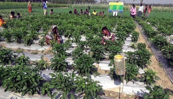 মালচিং পদ্ধতিতে সবজি চাষে বাড়ছে লাভ