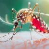 গত ২৪ ঘণ্টায় ডেঙ্গুতে আরও ৩ জনের মৃত্যু
