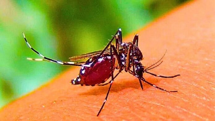 ডেঙ্গু প্রতিরোধে সচেতনতা জরুরি, মানতে হবে ১০টি করণীয়