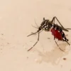 ডেঙ্গুতে আরও ২ জনের মৃত্যু, হাসপাতালে ভর্তি ৭২৩